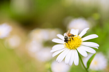 Obraz premium Small bee collecting a pollen on Margaret Flower close up with real blurred nature background.