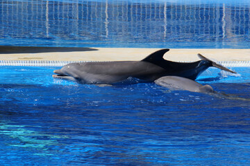 Delphin © Stephan von Mikusch