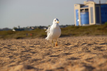 A lonely seagull wanders the sand