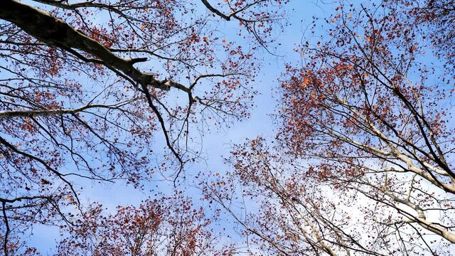 Low angle view of Oriental plane trees swing in wind in sunny autumn day, 4k slow motion b roll footage.