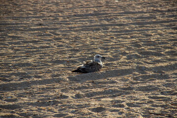 Lonely seagull resting on the sand