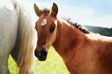 Obraz premium Close-up of a wild horse in the mountains in the summer on a pasture.
