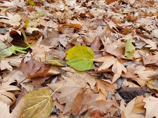 autumn leaves background