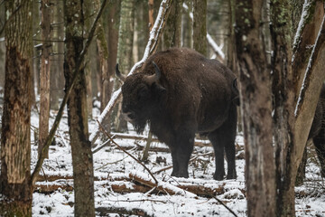bison in winter forest