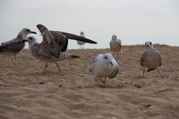 A family of seagulls in search of profit
