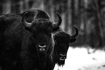 Foto op Plexiglas bizon in winterbos © Stanislav
