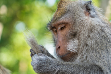 Portrait monkey at sacred monkey forest in Ubud, island Bali, Indonesia . Close up