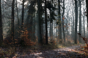In the forest on a foggy autumn morning