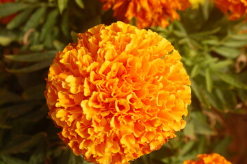 beautiful orange adn yellow flowers Macro