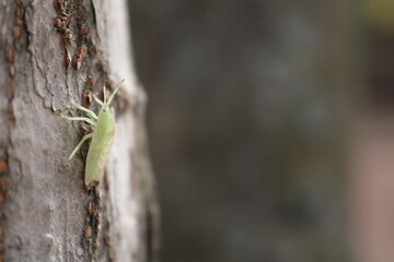 grasshopper on a branch