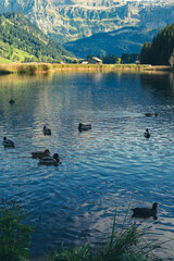 ducks swimming in a lake located in swiss alps