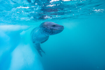 Obraz premium Leopard seal underwater in Antarctica