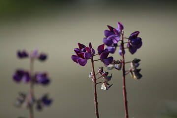 Fototapeta na wymiar purple wild orchid flower