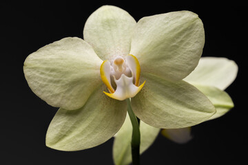 Naklejka na ściany i meble A yellow orchid with a yellow-red stigmatic surface on a black background.