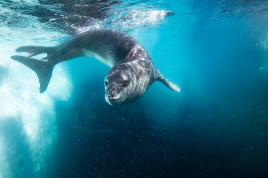 Leopard seal underwater in Antarctica