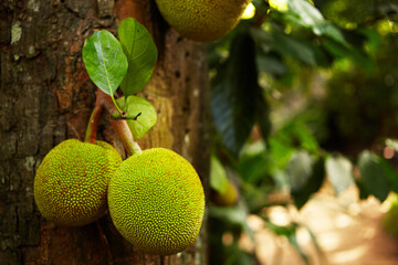 Closeup of breadfruit in the jungle in Sri Lanka.