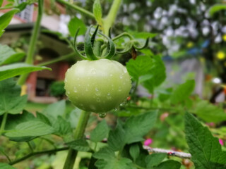 Fototapeta premium Fresh tomato plant
