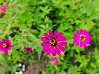 Zinnia flowers