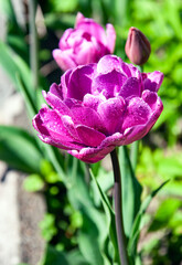 Tulip peony-shaped during flowering with water drops on the petals.