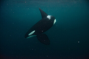 Orca underwater in Norway © Stanislav