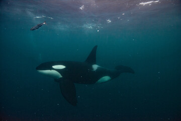 Naklejka premium Orca underwater in Norway