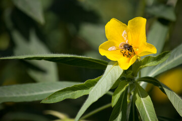 Bee pollinating a yellow flower in a bush