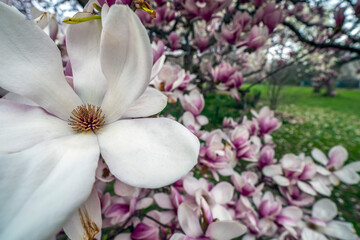 Obraz na płótnie Canvas Magnolia tree in bloom in early spring