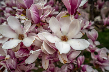 Magnolia tree in bloom in early spring