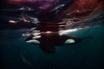 Orca underwater in Norway