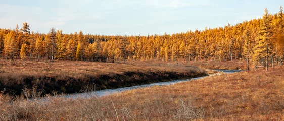 Foto op Aluminium Colors of Siberian larch taiga on an autumn day. © okyela