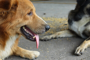 Black and brown dog On a blurred background