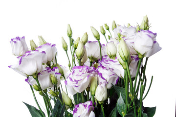 Studio shot of violet colored eustoma flowers isolated on white background.