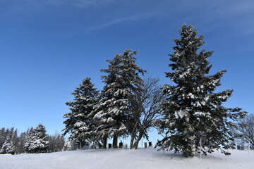 Snowy spruce trees near the Sainte-Apolline cemetery