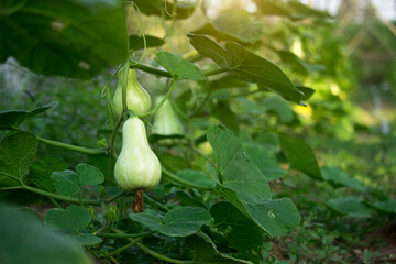 Obraz premium Butternut squash or Cucurbita moschata is growing on the tree