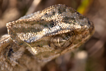 common chameleon close up in nature. chameleon camouflaged in nature. details in nature