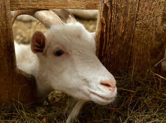 Fototapeta premium White goat in barn. Domestic dwarf goat in the farm. Little goat standing in wooden shelter.