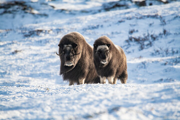 Musk ox in Norway