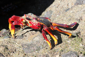 rote_Klippenkrabbe