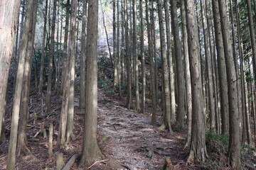 明神山の山道の景色