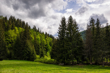 Fototapeta na wymiar Mountain scenery and pine trees against overcast sky