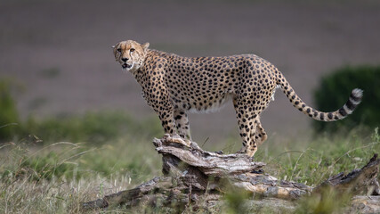 Image of cheetah in Masai Mara, Kenya