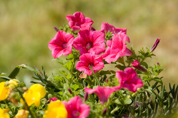 Close-up picture of a blooming fuchsia and yellow azalea (rhododendron)
