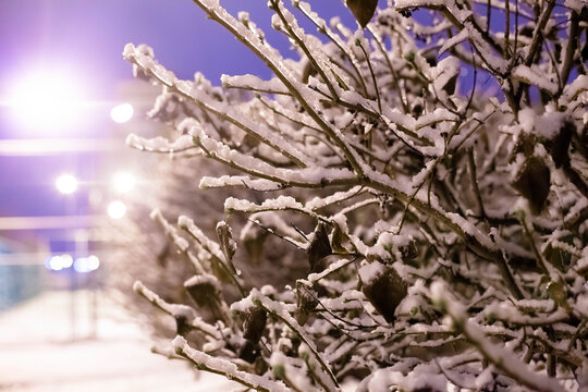Snow-covered branches of dever against the background of evening lanterns