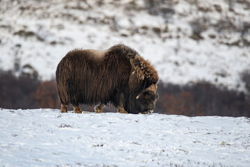 Musk ox in winter mountains