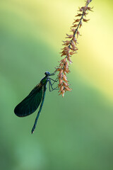 Beautiful damselfly Calopteryx virgo (male)  sits on a blade of grass