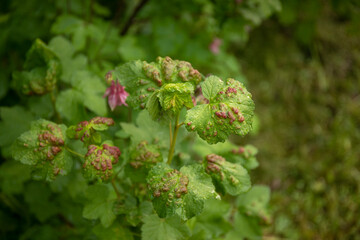 Disease of red and black currants, infection with Gallic aphids Anthracnose. Brown and red blisters on green leaves on the upper side.