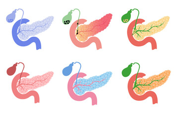 Human internal organs