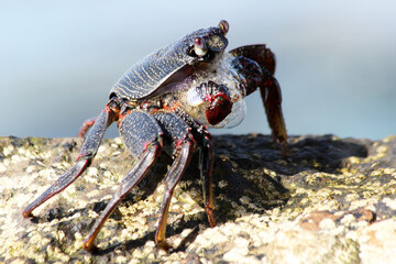 rote_Klippenkrabbe