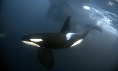 Orca underwater in Norway © Stanislav