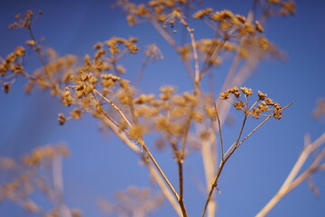 Dry autumn plant grow in blue sky background